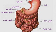 امراض الجهاز الهضمي واعراضها