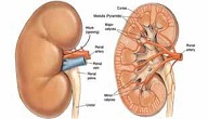 امراض الكلى والمسالك البولية