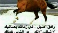 قصيدة مدح في رجل كريم