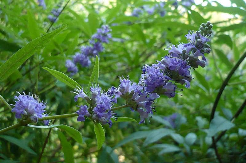 فوائد كف مريم للشعر