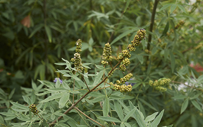 أضرار عشبة كف مريم