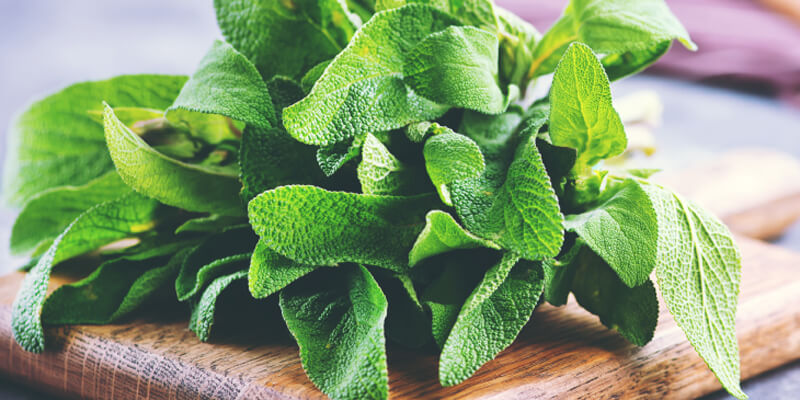 فوائد الميرمية للمبايض