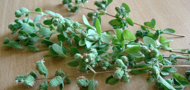 اضرار البردقوش اضرار البردقوش