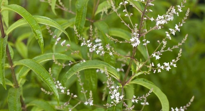 عشبة اللويزة للتنحيف