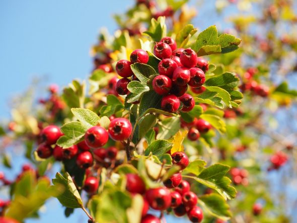 عشبة الزعرور