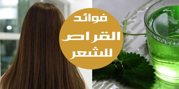 عشبة القراص للشعر