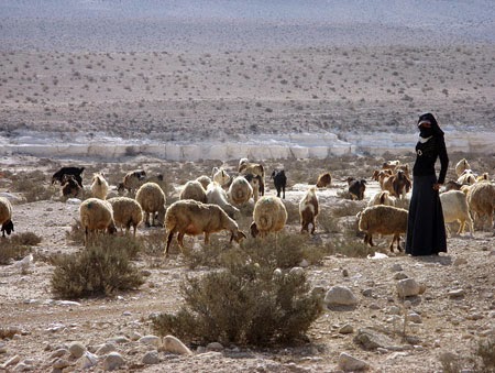 أمثال قديمة بدوية