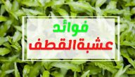 عشبة القطف للتنحيف