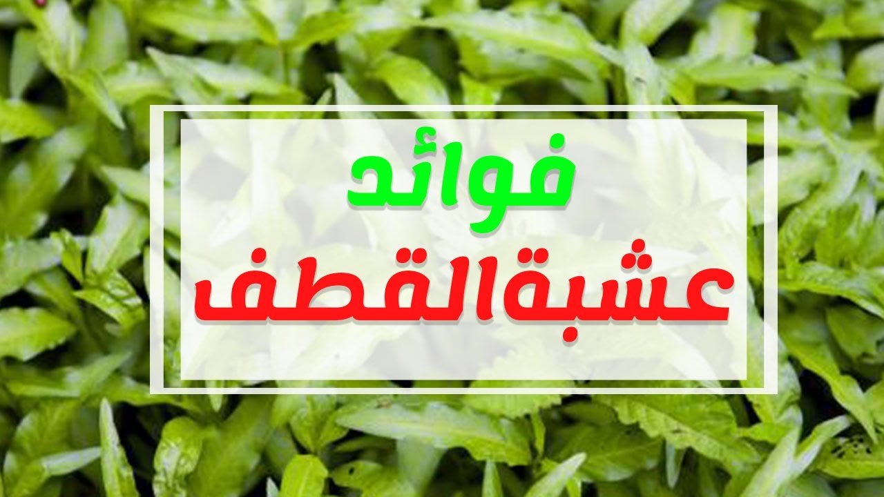 عشبة القطف للتنحيف