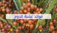 فوائد عشبة الدوم