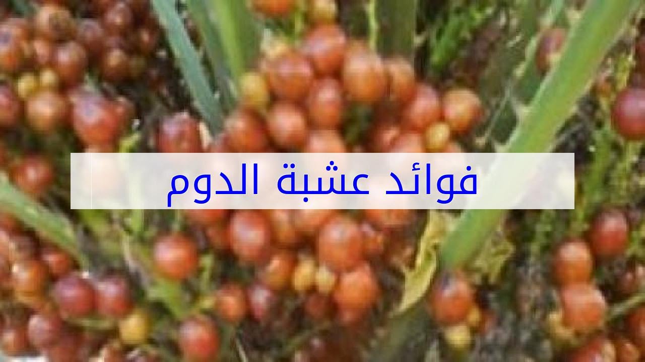 فوائد عشبة الدوم