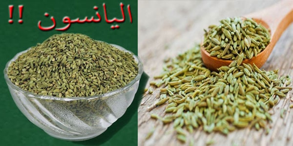  ما هي عشبة اليانسون