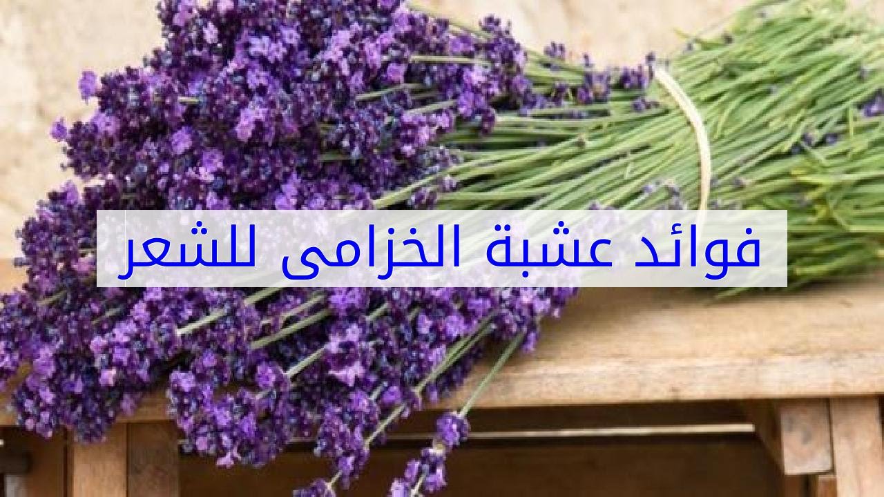 فوائد الخزامى للشعر