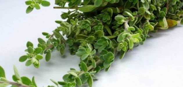 فوائد عشبة المد