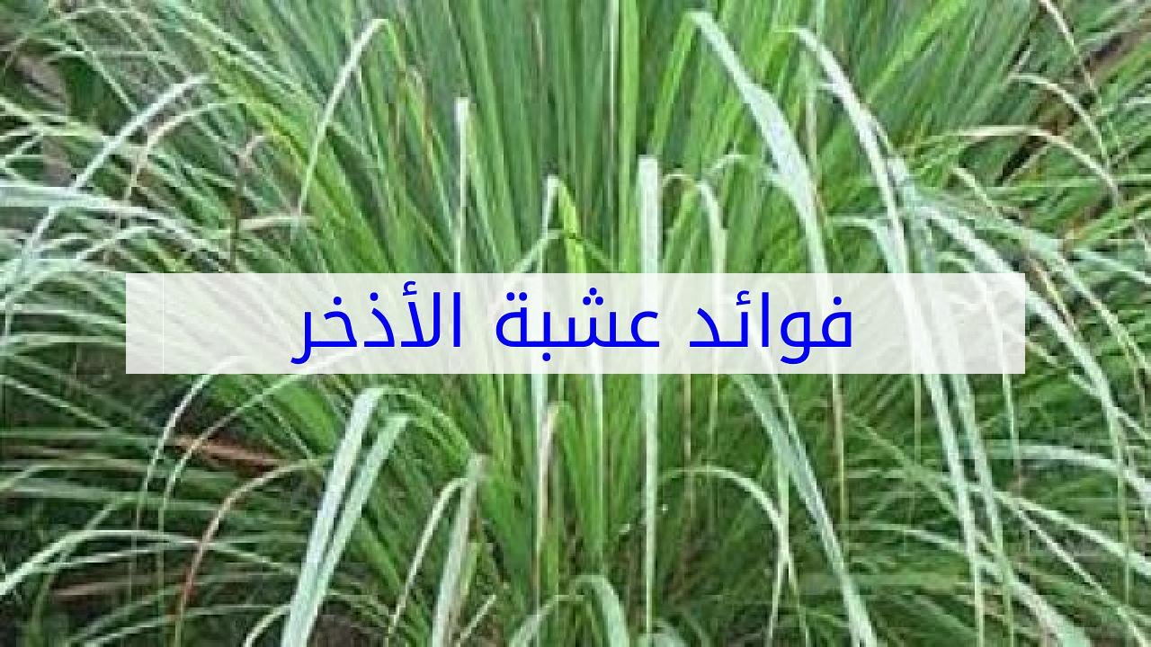 فوائد عشبة الأذخر