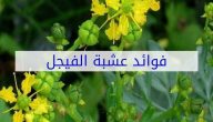 فوائد الفيجل للشعر