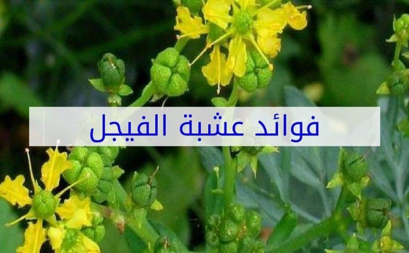 فوائد الفيجل للشعر