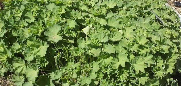 عشبة عباءة السيدة للنفاس عشبة عباءة السيدة للنفاس