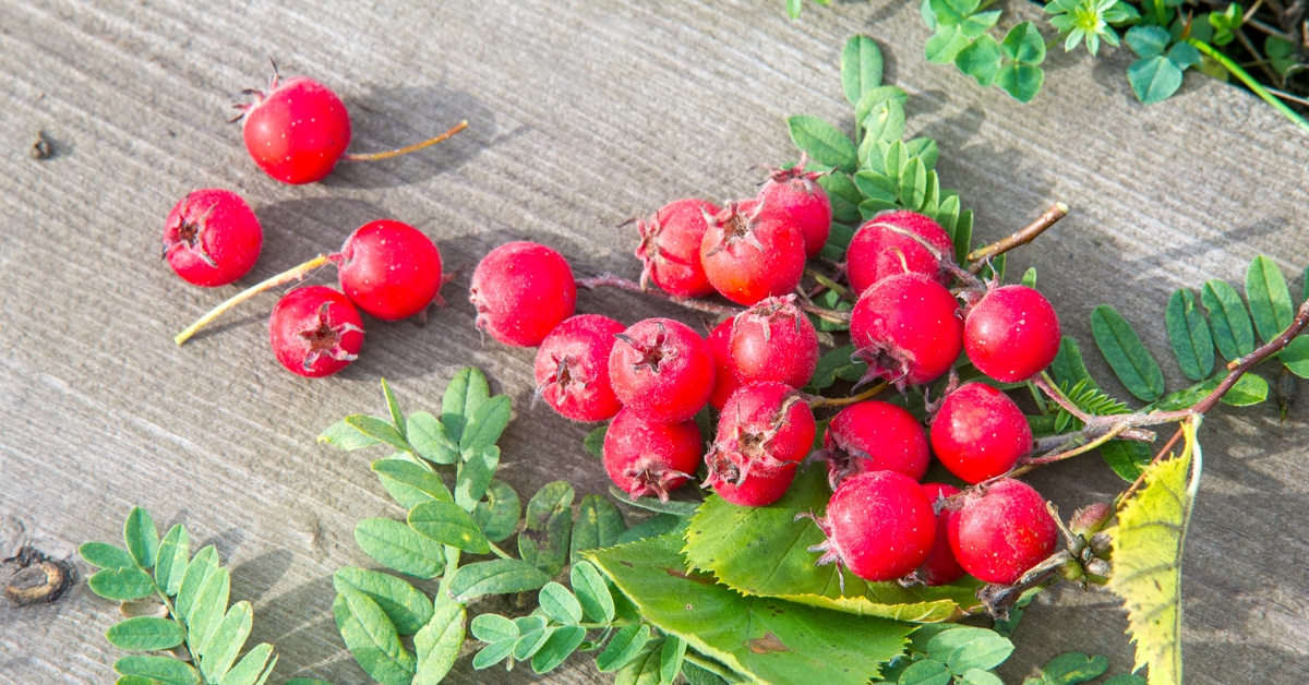 فوائد الزعرور للقولون فوائد الزعرور للقولون