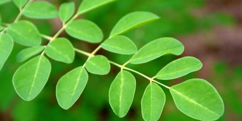 فوائد المورينجا للامساك فوائد المورينجا للامساك