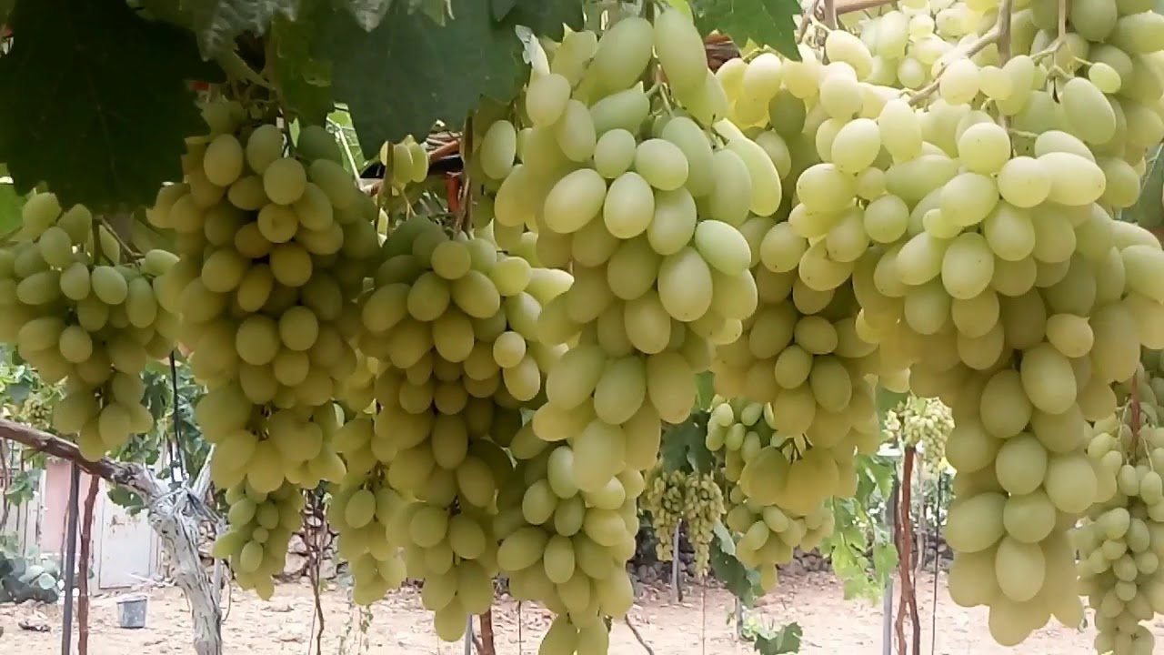 العنب الزيني