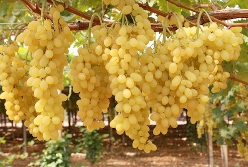 عنب موسكا