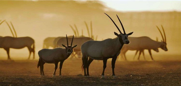 ماهي الحيوانات المهددة بالانقراض في المملكة