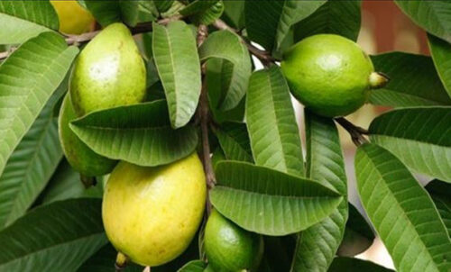 زراعة بذور الجوافة