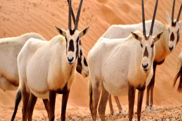 معلومات عن المها العربي - مقالات مفهرس