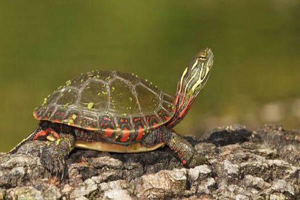 معلومات عن السلحفاة معلومات عن السلحفاة