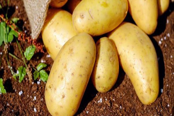 أضرار البطاطس أضرار البطاطس