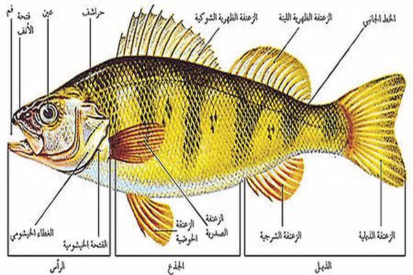 اجزاء السمكه بالصور