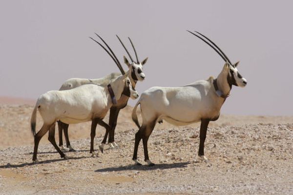 خصائص المها العربي