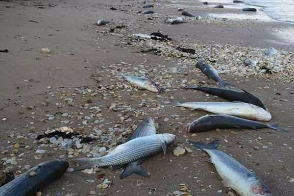 ماذا يحدث عندما تموت الأسماك