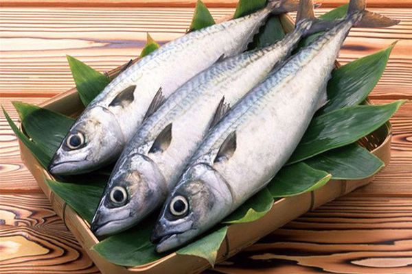 سمك البوري للحامل سمك البوري للحامل