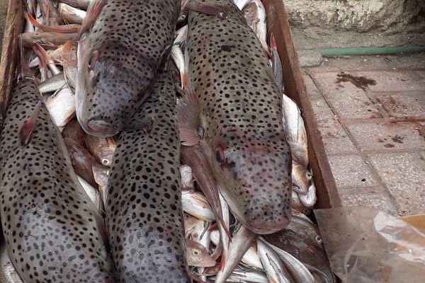 انواع الاسماك السامة بالصور