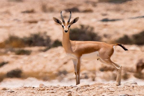 حيوانات تعيش في الصحراء