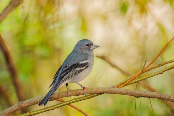 أنواع الطيور الجاثمة