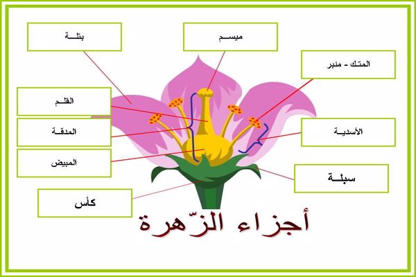 الجزء الذي ينتج حبوب اللقاح في الزهرة