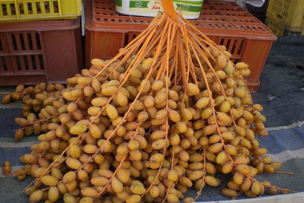 أضرار البلح الأصفر