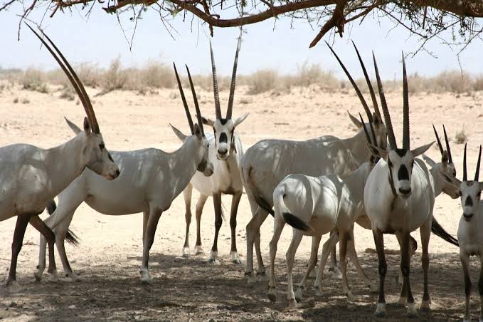 المها العربي في عمان