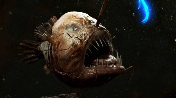 سمكة Angler fish