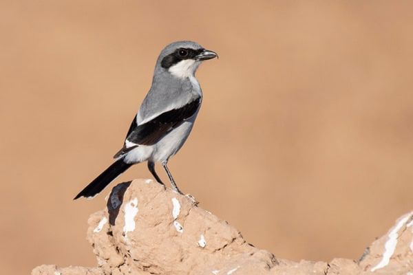 طائر الصّرد