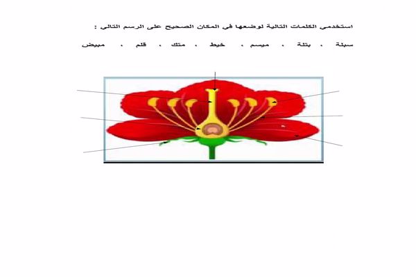 تعريف التلقيح في النبات