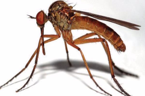 مكونات جسم البعوضة والأمراض التي تنقلها ووسائل مكافحتها