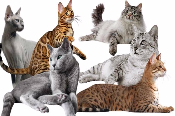 أغلى أنواع القطط