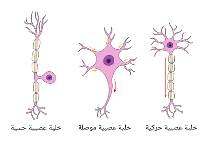 أنواع الخلايا العصبية