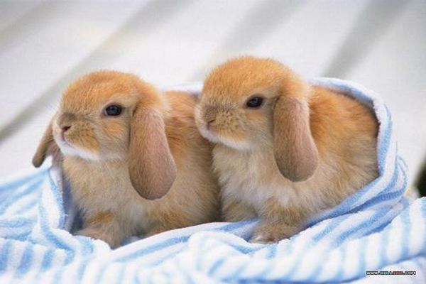 تغذية الأرانب المنزلية تغذية الأرانب المنزلية