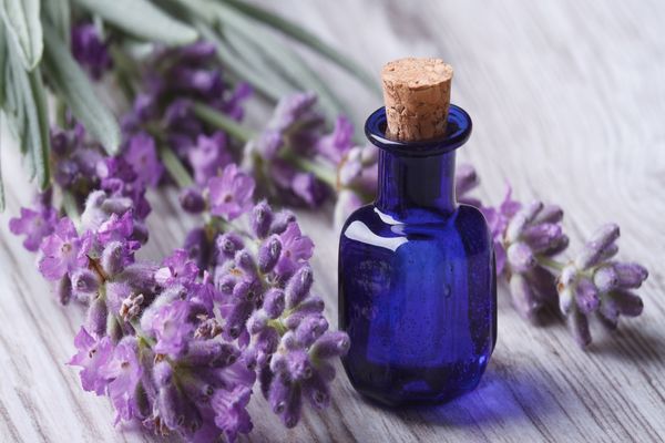 فوائد زيت اللافندر للمساج فوائد زيت اللافندر للمساج
