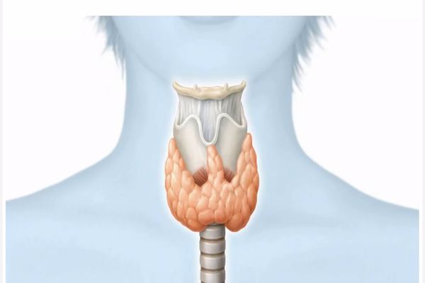 علاج التهاب الغدة الدرقية بالاعشاب